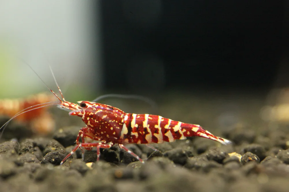 1 Adet Red SnowFall Karides Caridina Shrimp Kırmızı Snowfall