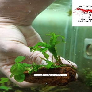 Anubias Heterophylla ve Windelow Fern Canlı Bitki Uygulamasına ait Satış - Her Tasarımdan Sadece 1 Adet Mevcuttur