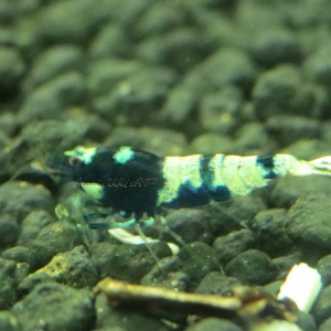 1 Adet Black Siyah Belly Pinto Karides Caridina Shrimp
