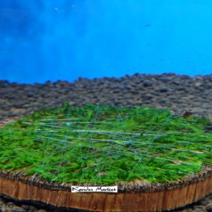 4-5 Cm Ağaç Diliminde Kütüğe Yeni Sarım Willow Moss Uygulama Tasarımı Canlı Bitki