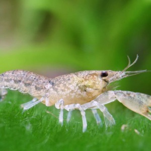 2 Adet Cambarellus Diminutus Cüce Kerevit
