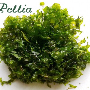 3x3 Cm Round Pelia Moss - Monosolenium Tenerum Pellia  Tele Yeni SARIM