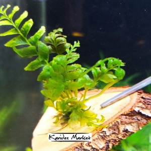 Crepidomanes sp. Auriculatum Asplenium cf. Normale Hymenasplenium Obscrum Uygulaması ENDER TÜR CANLI BİTKİ