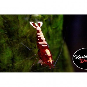 1 Adet Red Kırmızı Galaxy Pinto Karides Caridina Shrimp