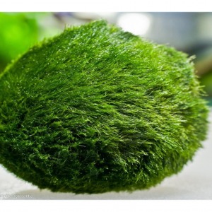 5 - 6 Cm Çap Marimo Mossball Yosun Şans Topu Cladophora Aegagropila - Moss Ball