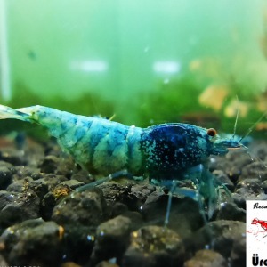 5 Adet Crazy Blue Karides Caridina Shrimp