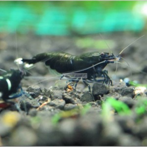 1 Adet Taiwan Bee Black KingKong Extrem Karides Caridina Shrimp