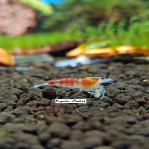 5 Adet Kırmızı Calceo Bee Red Dragon Karides Caridina Shrimp