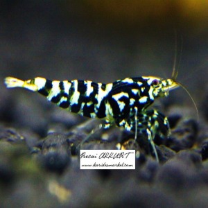 1 Adet Galaxy Tiger Karides Caridina Shrimp