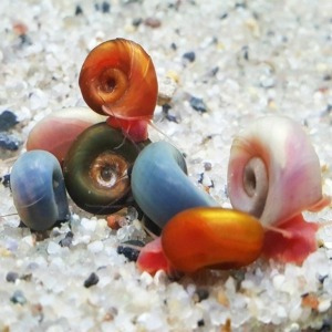5 Adet Ramshorn Salyangoz Karışık Renkli Yavru Genç Boy
