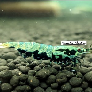 10 Adet ( BLUE GEN BOA ) Black Galaxy Karides Caridina Boa Shrimp