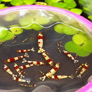 1 Adet Prl Pure Red Line Karides 3 -4 Bantlı Caridina Shrimp
