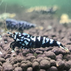 1 Adet Black Galaxy Pinto Karides Caridina Shrimp