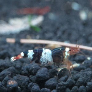 10 Adet Cbs Kristal Siyah Arı Black Bee Karides Caridina Shrimp