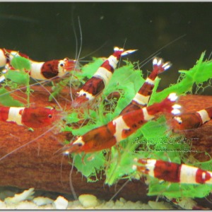 5 Adet Taiwan Bee Wine Red Kırmızı Karides Caridina Shrimp