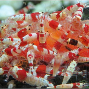 1 Adet Crs Kristal Kırmızı Arı Red Bee Karides Caridina Shrimp