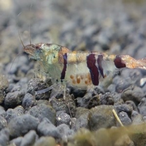 1 Adet Trifasciata Racoon Karides Nadir Tür Caridina Cf. Cantonensis Var Shrimp