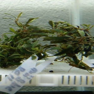 Bucephalandra Mini Blue Bell Canlı Bitki