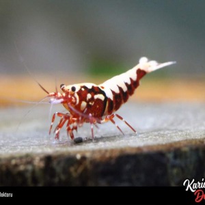 5 Adet Red Kırmızı Galaxy Fishbone Karides Caridina Shrimp SS-SSS Grade