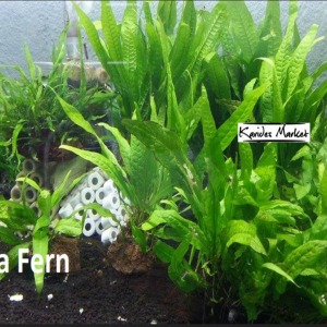 Microsorium Pteropus Java Fern 4-6 Yaprak Canlı Bitki