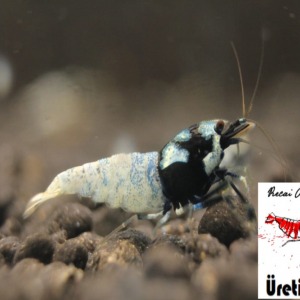 5 Adet Black Siyah Spotted Head Pinto Karides Caridina Shrimp