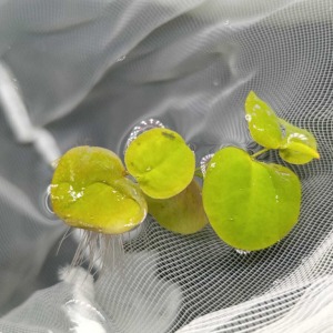 Salvinia Phyllanthus Fluitans - Red Root Floater 2 Kök 3-4 Yaprak Canlı Su Üstü Bitkisi