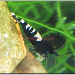 1 Adet Black Siyah Zebra Pinto Karides Caridina Shrimp