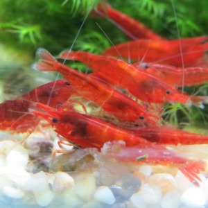 10 ' LU Karma Koloni Neocaridina Karides Paketi ( Blood Mary-Sarı Ateş Neon ve Mavi Melek ) Shrimp