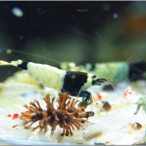 10 Adet Taiwan Bee Blue & Black Shadow Mosura Karides Caridina Shrimp
