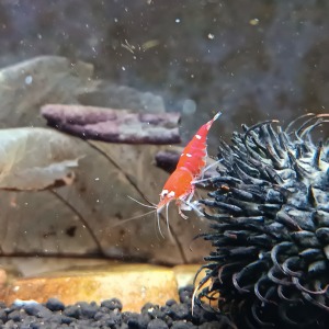 1 Adet SCR Süper Red Kristal Crystal ( Santa Cruz ) Karides Caridina Shrimp