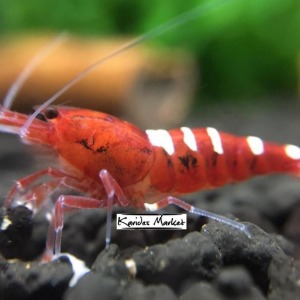 1 Adet Red Kırmızı Zebra Pinto Karides Caridina Shrimp