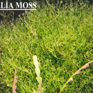 5x5 Cm Pellia Moss Pelia Tele Yeni SARIM