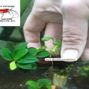 Anubias Heterophylla ve Nana Petite Canlı Bitki Uygulamasına ait Satış - Her Tasarımdan Sadece 1 Adet Mevcuttur