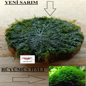 4-5 Cm Ağaç Diliminde Kütüğe Yeni Sarım Fissidens Fontanus Moss Uygulama Tasarımı Canlı Bitki