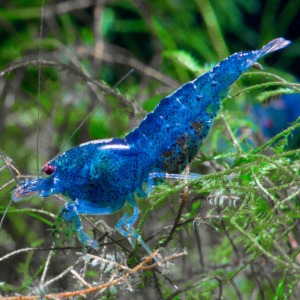 1 Adet Aura Blue Karides Caridina Cf. Serrata “AuraBlue” Shrimp