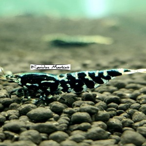 1 Adet Black Galaxy Fishbone SSS Grade (Gfb) Karides Caridina Shrimp