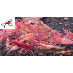 5 Adet Red Steel Karides Nadir Tür  ( Akuma Gen ) Caridina Cf. Cantonensis Var Shrimp