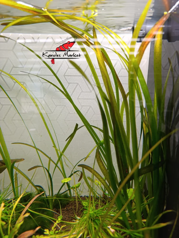 Vallisneria Gigantea Dev Saz Akvaryum Canlı Bitki 1 Kök 3-4 Yapraklı